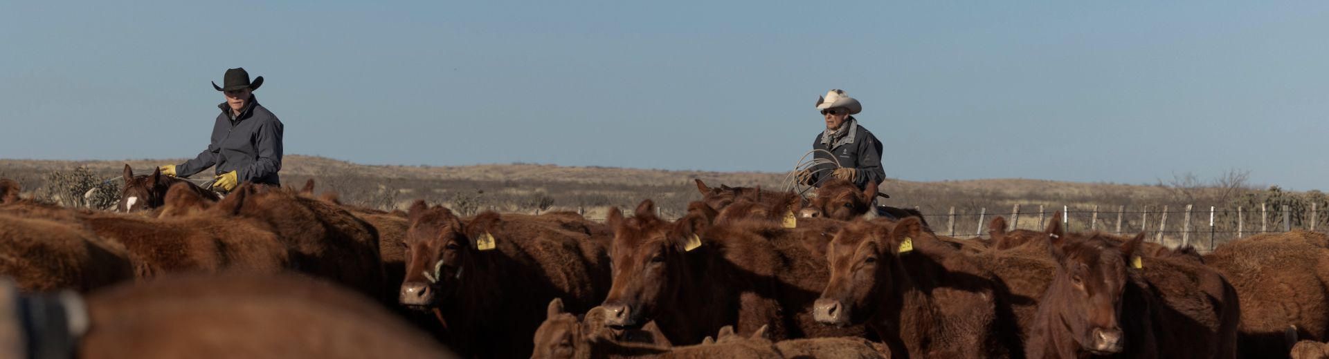 Cowboys herding cattle