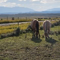 Ali and Lettie Grazing near Wilsall by Jackie Warner