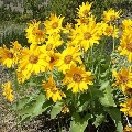 Arrowleaf Balsamroot wildflowers by Kerry Neils