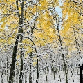 Montana Aspen trees dusted in snow
