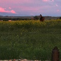 Spring field in Miles City by Lauri Keith