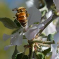 Bee landing on spring flowers by Karen Cremer