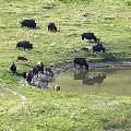 Buffalo grazing near a pond in Montana