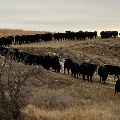 Cattle following a feed truck near Terry, MT