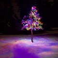 Christmas tree in snow