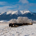 Cattle in the snow by Tonya Martin