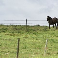 Horse near Wolf Point in springtime by Lisa Gerard