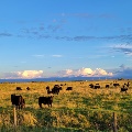 Field outside of Manhattan by Elyse Frasier