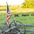 American flag and horses in background