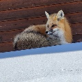 Fox next to Red Barn by Sydni Roma