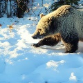 Glacier area Grizzly bear by Rachel Homstad