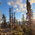 Glacier Pines at Sunset by Claudine Johnson