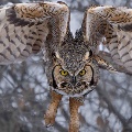 Great Horned Owl by Dan Nichols