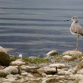 Greater Yellowlegs in Billings by Lisa Gerardd