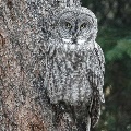 Grey Owl near Cooke City, MT