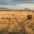 Haybales in field near Square Butte by Linda Reynolds