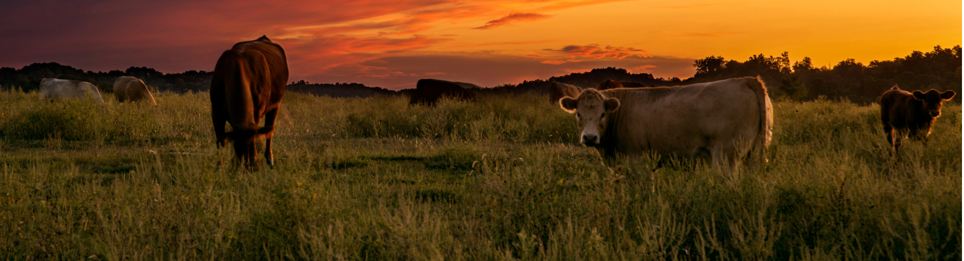 cattle in fields at sunset