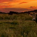 cattle in fields at sunset