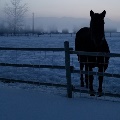 Horse in snow near Belgrade by Jackie Warner