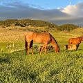 Horses grazing in Big Timber, MT