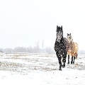 Horses in the snow near Pony by Jaci Lambert