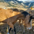 Horses near Belgrade by Lisa Mattson