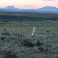 Howling Sheep Dog near Stanford by Dawnita Sampsel