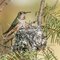 Humming Birds