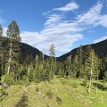 Pine trees in Jefferson City, MT