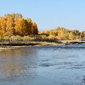 Jefferson River in October by Cheryl Knobel
