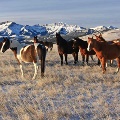 Ear Mountain west of Choteau by Kerry Neils