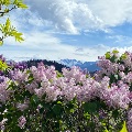 Lilacs in Nye by Andrena Lefdahl