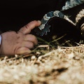 Little Cowboy by Dana Phipps