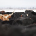 Longhorn by Blake Williams
