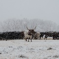 Longhorn in Two Dot by Tonya Martin