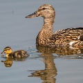Mallard Hen and Chick by Lance Lovell