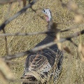 Thanksgiving visitor south of Miles City by Kären Cremer