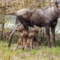 Moose twins and mama by Lance Lovell