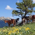 Mount Ascension Horses by Kerry Neils