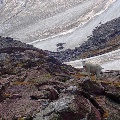 Mountain Goat in Glacier National Park by Kerry Neils