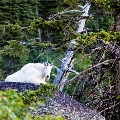 Mountain Goat in Jewel Basin