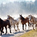 Moving Horses by Taylor Fork by Marni Cowan