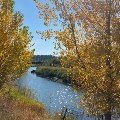 Fall trees at Norms Island in Billings, MT