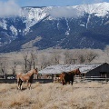 Horses grazing north of Dell by Nicole Bell