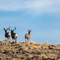 On the lookout by Blake Williams
