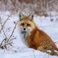 Fox sitting in the snow