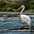 Pelican on the Yellowstone River near Intake, MT by Duane Anderson