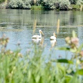 Pelicans at Riverfront Park Billings by Traci Haman