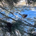 Pheasant in winter snow