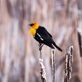 Perched Bird by Jordan Anderson